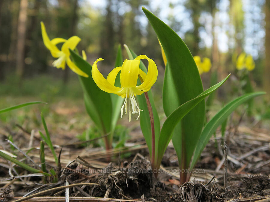 glacier lilies (Erythronium grandiflorum) [Shelton Wayside County Park, Wheeler County, Oregon]