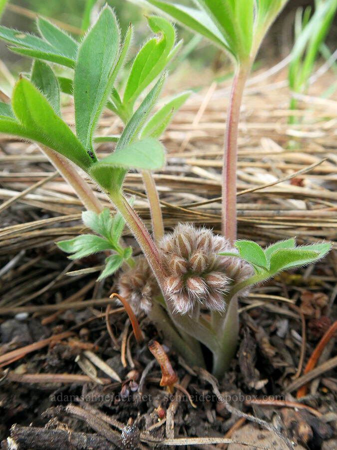 waterleaf, budding (Hydrophyllum sp.) [Shelton Wayside County Park, Wheeler County, Oregon]