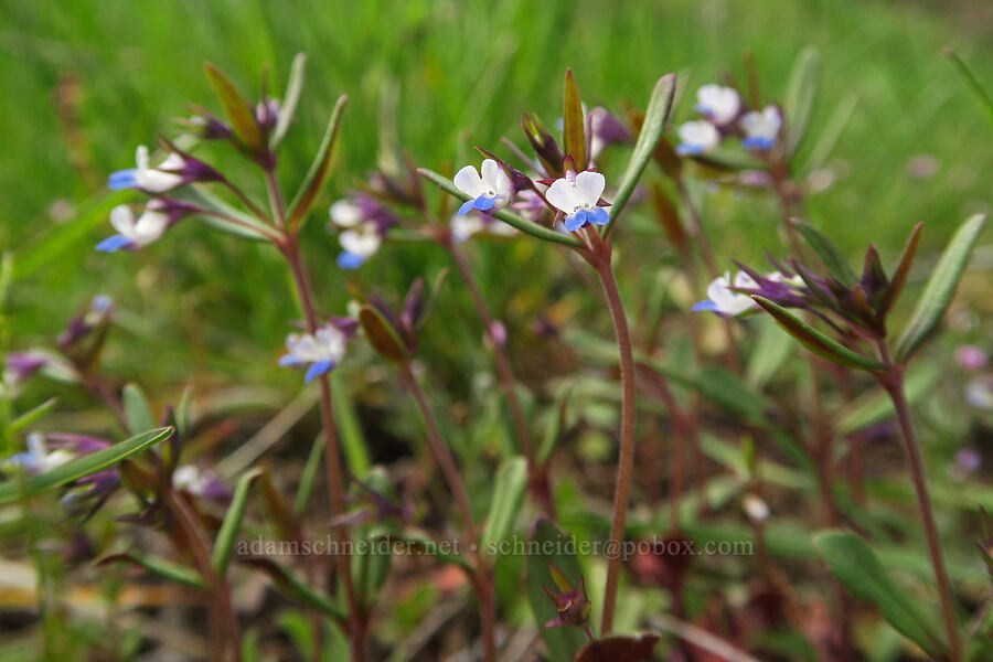 small-flowered blue-eyed-Mary (Collinsia parviflora) [Shelton Wayside County Park, Wheeler County, Oregon]