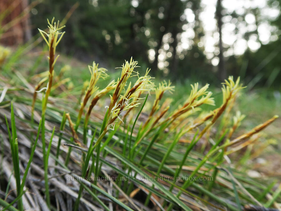 elk sedge (Carex geyeri) [Shelton Wayside County Park, Wheeler County, Oregon]