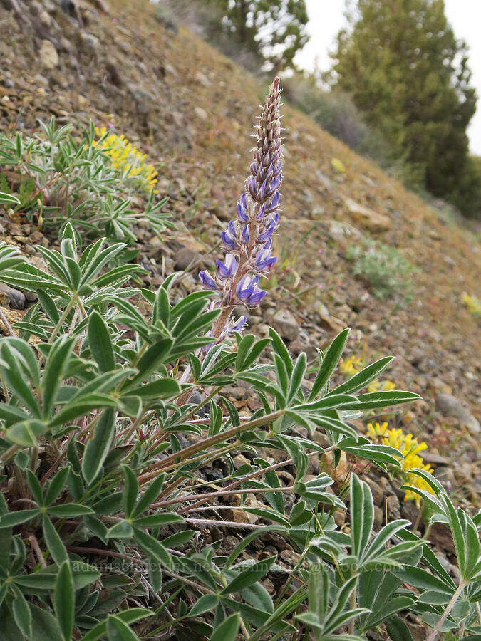 dry-ground lupine (Lupinus lepidus var. aridus (Lupinus aridus)) [Highway 207, Wheeler County, Oregon]