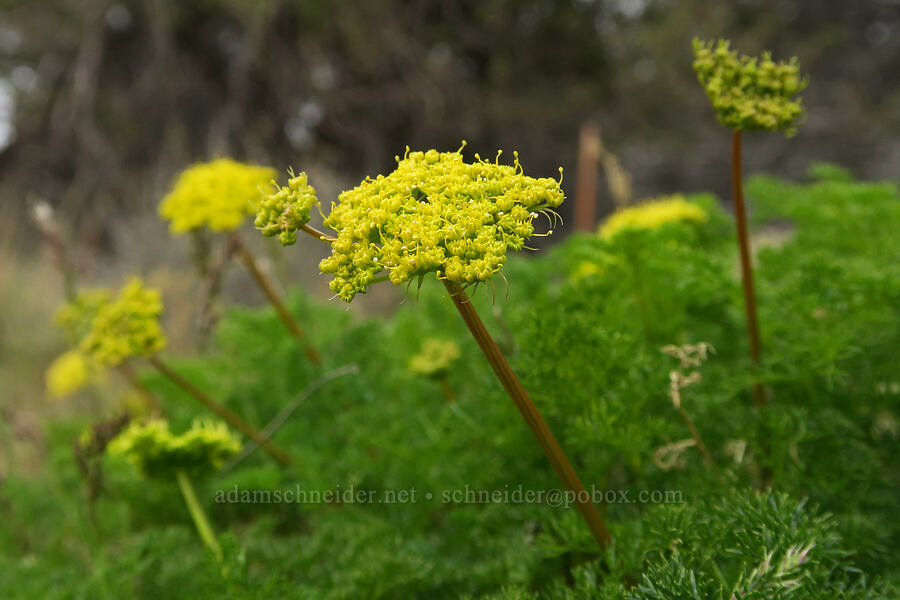 fennel-leaved spring-parsley (Cymopterus terebinthinus var. foeniculaceus (Cymopterus foeniculaceus)) [Highway 207, Wheeler County, Oregon]