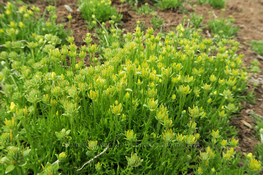 bur buttercups (Ceratocephala testiculata (Ranunculus testiculatus)) [Sutton Mountain Trailhead, Wheeler County, Oregon]