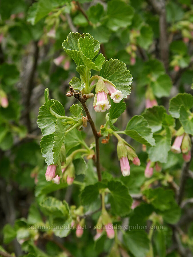 wax currant (Ribes cereum) [Sutton Mountain Trailhead, Wheeler County, Oregon]