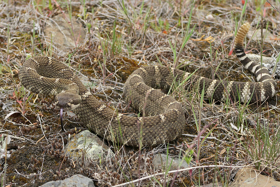 northern Pacific rattlesnake (Crotalus oreganus oreganus) [Black Canyon, Sutton Mountain WSA, Wheeler County, Oregon]