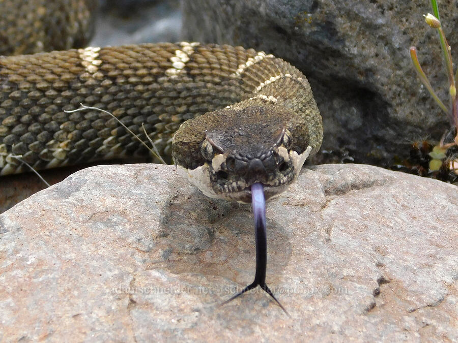 northern Pacific rattlesnake (Crotalus oreganus oreganus) [Black Canyon, Sutton Mountain WSA, Wheeler County, Oregon]