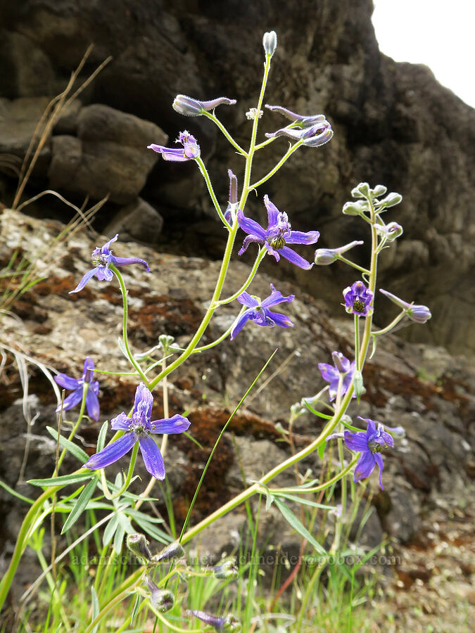 upland larkspur (Delphinium nuttallianum) [Black Canyon, Sutton Mountain WSA, Wheeler County, Oregon]