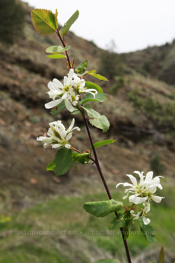 serviceberry flowers (Amelanchier alnifolia) [Black Canyon, Sutton Mountain WSA, Wheeler County, Oregon]