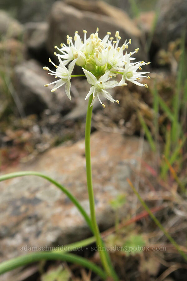 rock onion (Allium macrum) [Black Canyon, Sutton Mountain WSA, Wheeler County, Oregon]