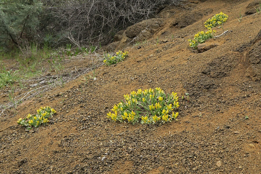 western bladder-pod/twin-pod (Physaria occidentalis ssp. occidentalis (Lesquerella occidentalis)) [Black Canyon, Sutton Mountain WSA, Wheeler County, Oregon]