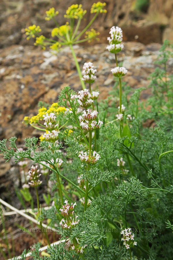 white plectritis & pungent desert parsley (Plectritis macrocera) [Black Canyon, Sutton Mountain WSA, Wheeler County, Oregon]