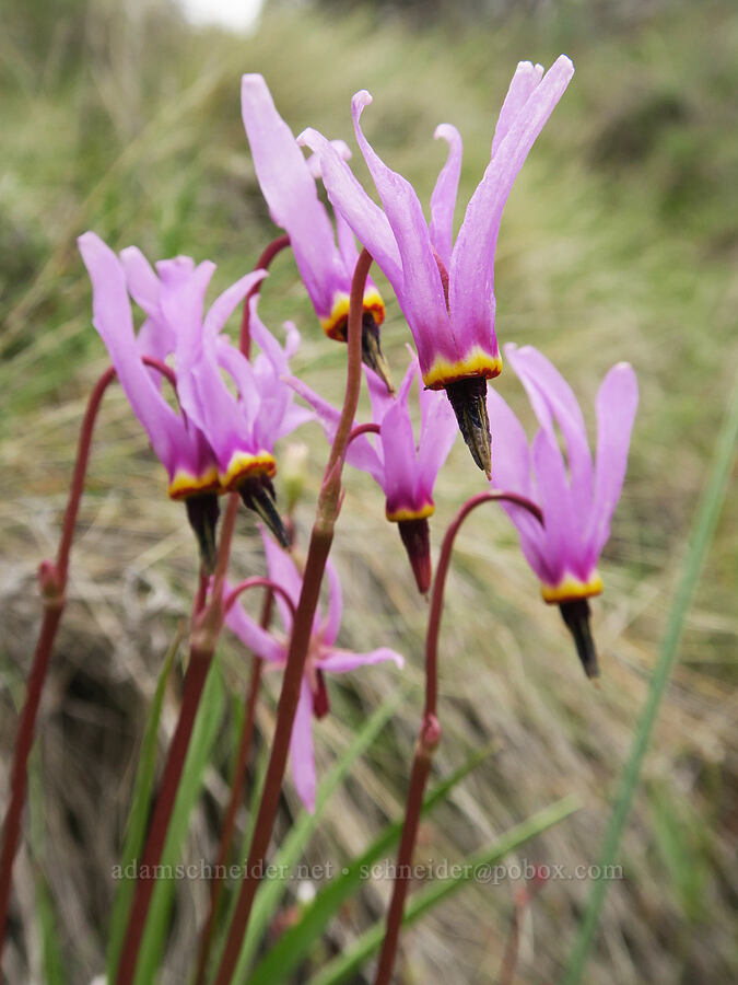 desert shooting stars (Dodecatheon conjugens (Primula conjugens)) [Black Canyon, Sutton Mountain WSA, Wheeler County, Oregon]