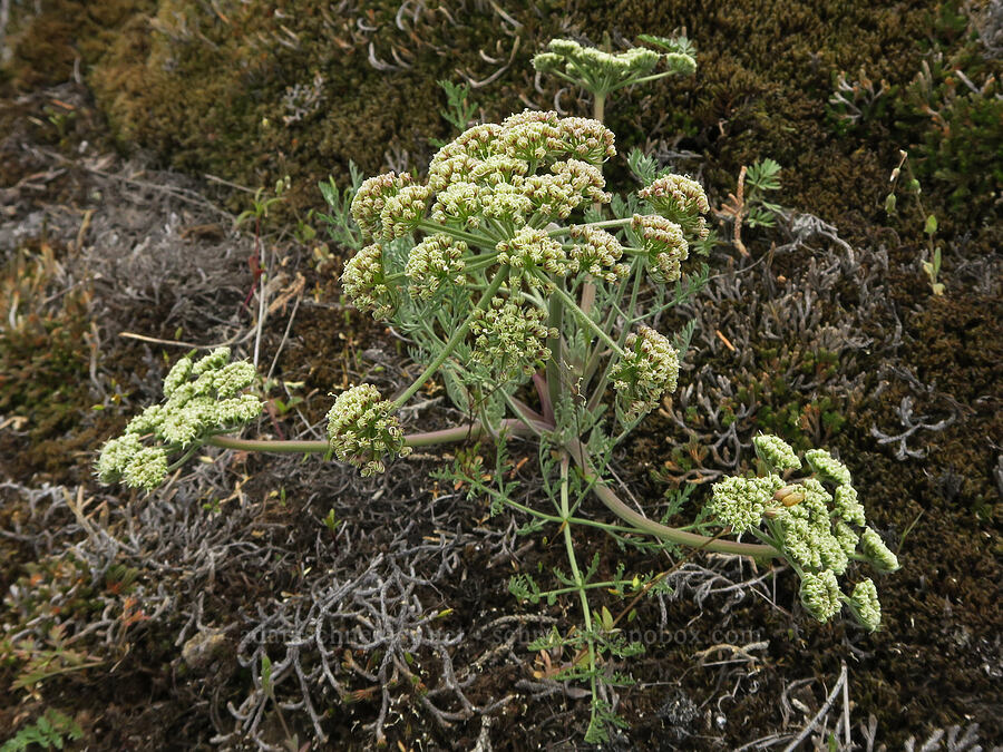 big-seed biscuitroot (Lomatium macrocarpum) [Black Canyon, Sutton Mountain WSA, Wheeler County, Oregon]