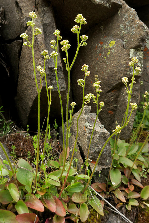 saxifrage (Micranthes sp. (Saxifraga sp.)) [Black Canyon, Sutton Mountain WSA, Wheeler County, Oregon]