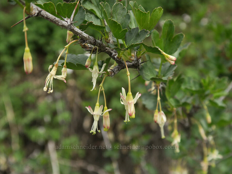 white-flowered currant (Ribes niveum) [Black Canyon, Sutton Mountain WSA, Wheeler County, Oregon]