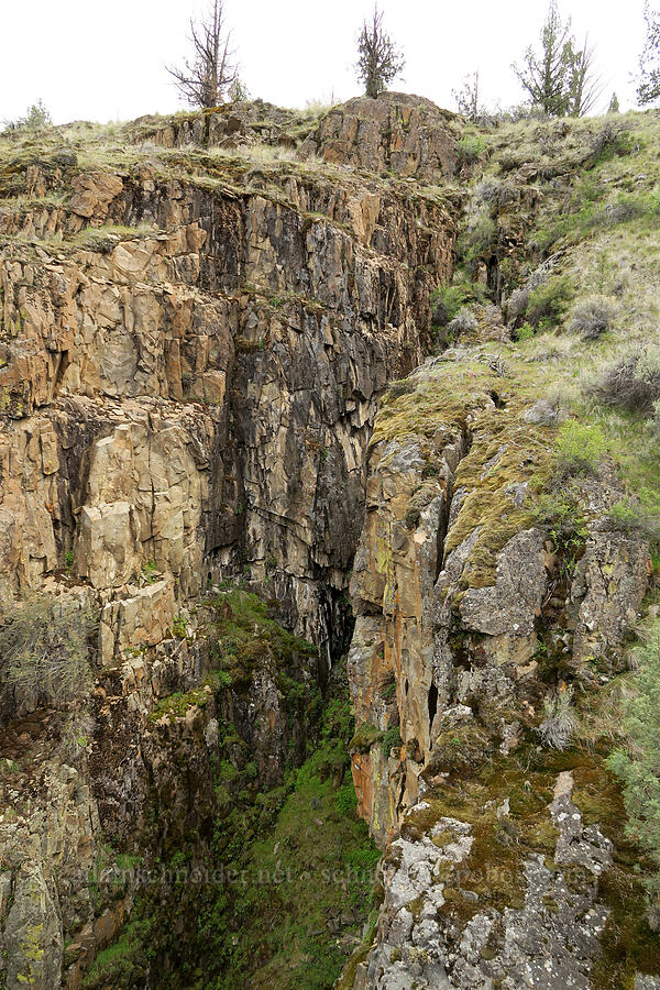 side canyon [Black Canyon, Sutton Mountain WSA, Wheeler County, Oregon]