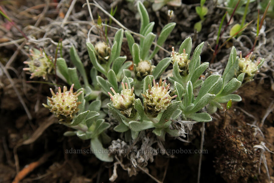 low pussy-toes (male flowers) (Antennaria dimorpha) [Black Canyon, Sutton Mountain WSA, Wheeler County, Oregon]