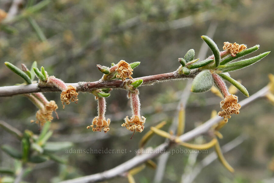 curl-leaf mountain-mahogany flowers (Cercocarpus ledifolius) [Black Canyon, Sutton Mountain WSA, Wheeler County, Oregon]
