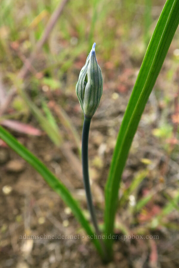 cluster lily, budding (Triteleia grandiflora) [Black Canyon, Sutton Mountain WSA, Wheeler County, Oregon]