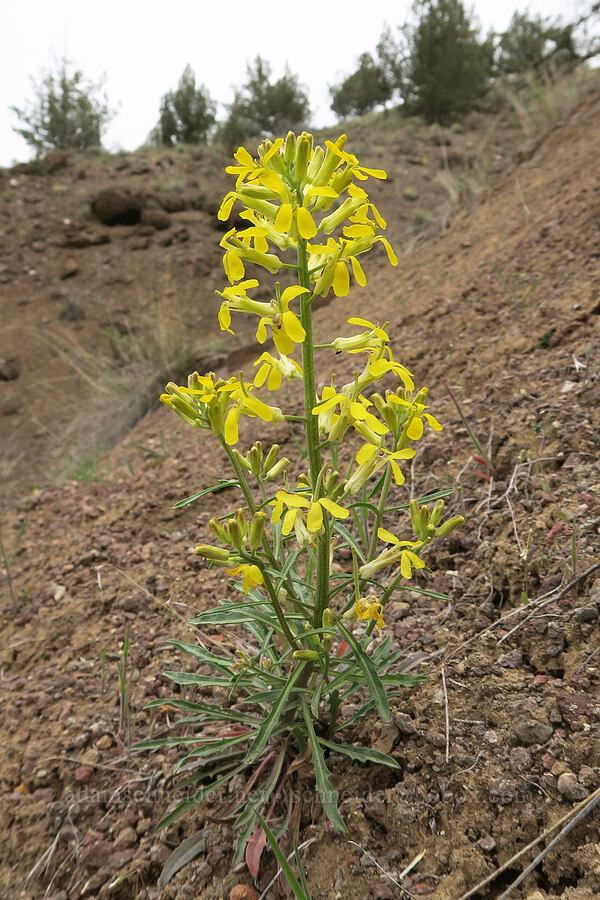 wallflower (Erysimum capitatum) [Twickenham-Burnt Ranch Road, Wheeler County, Oregon]
