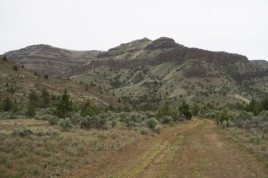 north side of the Sutton Mountain massif [Stovepipe Springs Road, Wheeler County, Oregon]