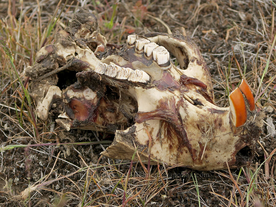 beaver skull (Castor canadensis) [Sutton Mountain WSA, Wheeler County, Oregon]