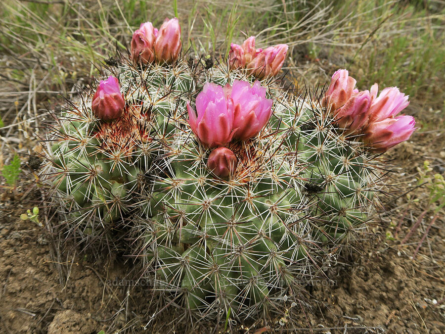 black-spined snowball cactus (Pediocactus nigrispinus (Pediocactus simpsonii var. robustior)) [Sutton Mountain WSA, Wheeler County, Oregon]