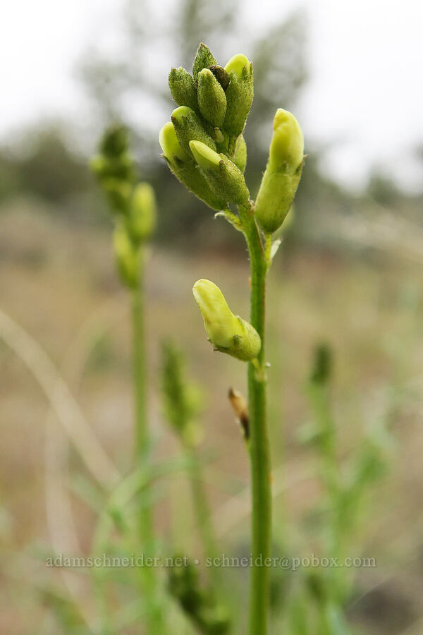 thread-stalk milk-vetch, budding (Astragalus filipes) [Sutton Mountain WSA, Wheeler County, Oregon]