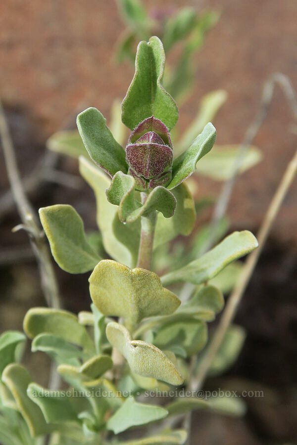 purple sage leaves (Salvia dorrii) [Sutton Mountain WSA, Wheeler County, Oregon]