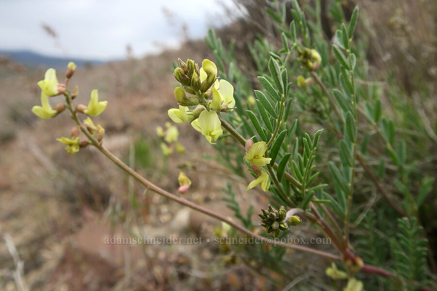 scabland milk-vetch (Astragalus misellus) [Sutton Mountain WSA, Wheeler County, Oregon]