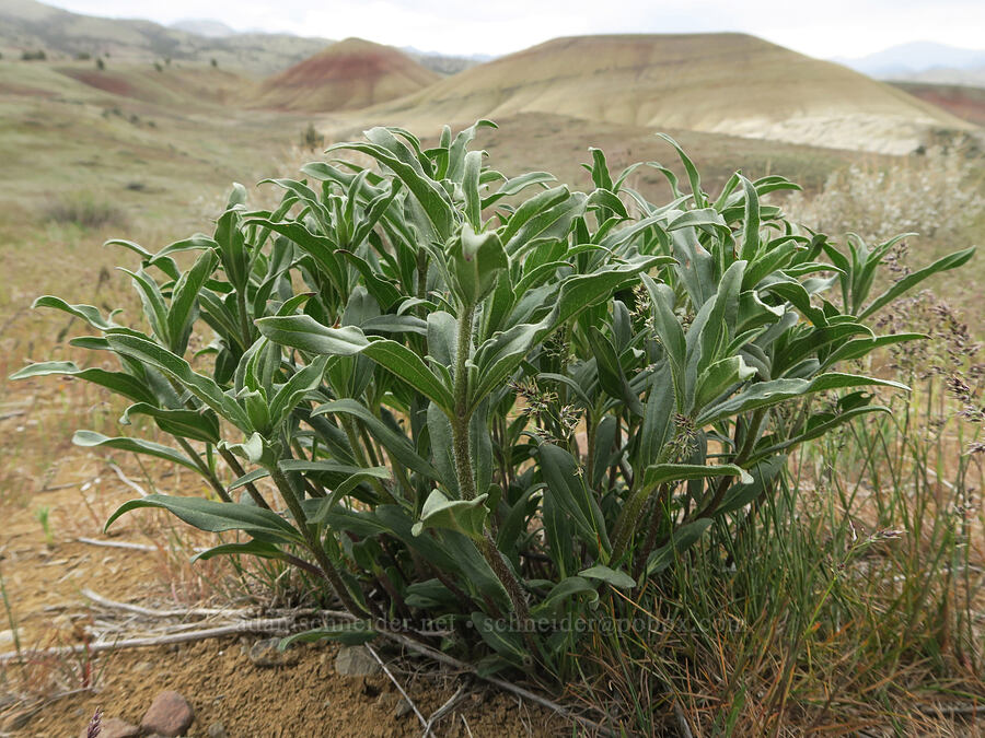 Cusick's sunflower leaves (Helianthus cusickii) [Painted Hills Overlook, John Day Fossil Beds National Monument, Wheeler County, Oregon]