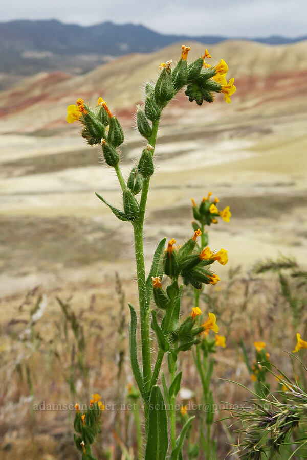 bristly fiddleneck (Amsinckia tessellata) [Painted Hills Overlook, John Day Fossil Beds National Monument, Wheeler County, Oregon]