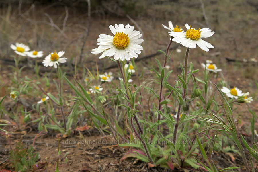 white tidy-tips (Layia glandulosa) [Bear Creek Road, John Day Fossil Beds National Monument, Wheeler County, Oregon]