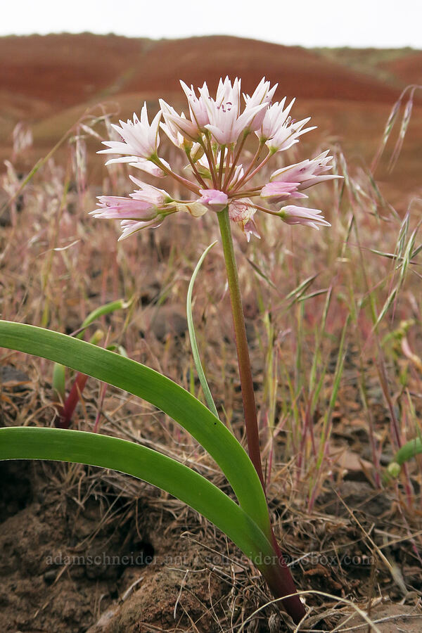 Tolmie's onion (Allium tolmiei) [Sutton Mountain WSA, Wheeler County, Oregon]