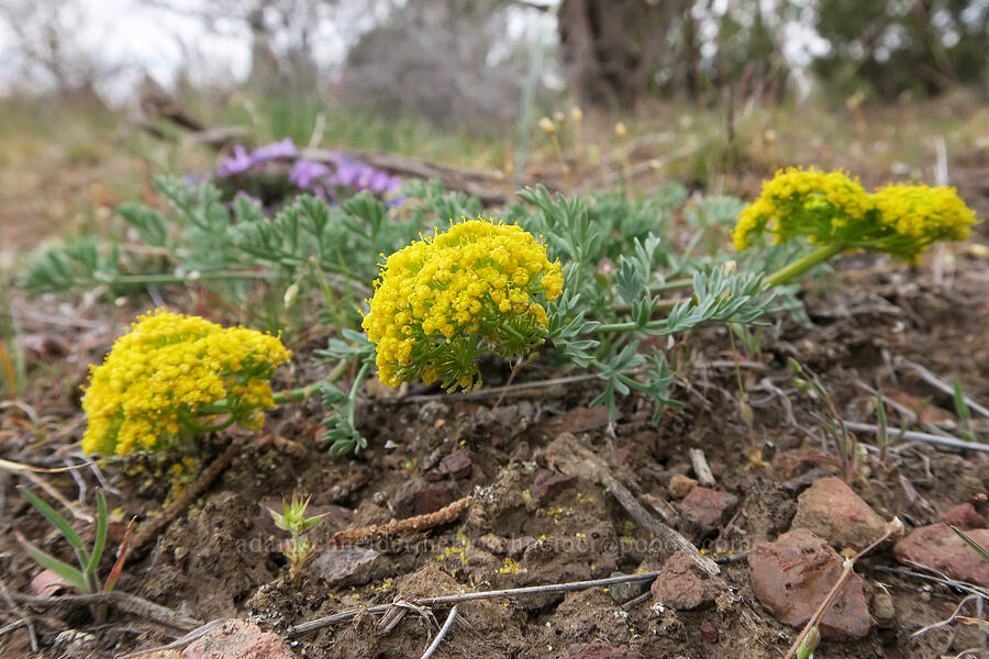 Donnell's desert parsley (Lomatium donnellii) [Forest Road 57, Crooked River National Grassland, Jefferson County, Oregon]