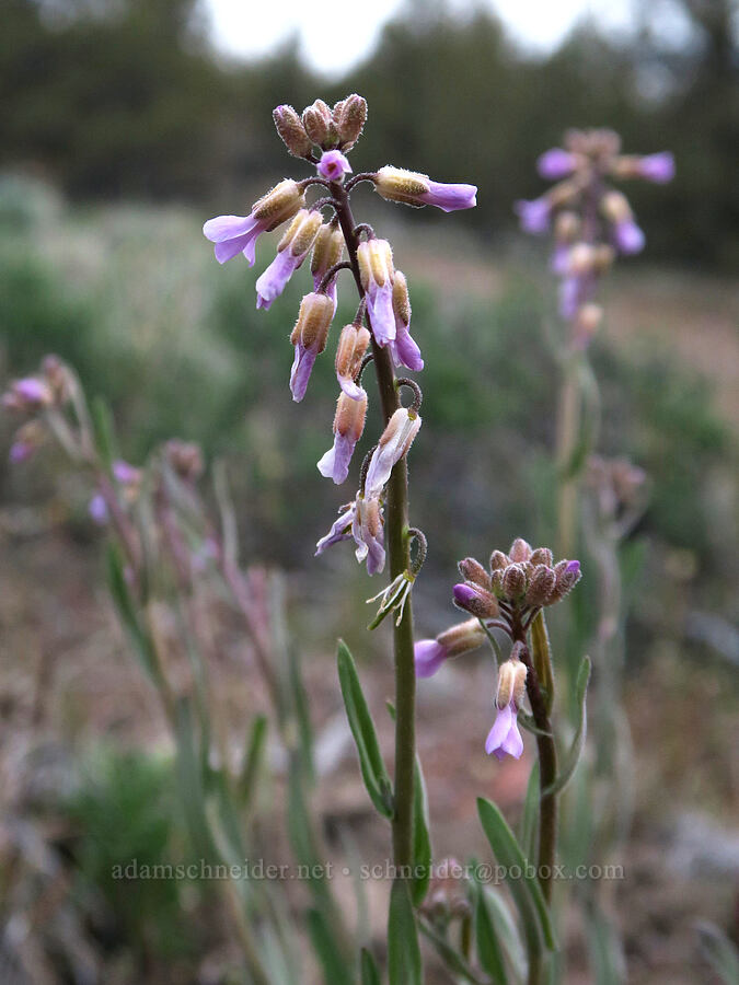 few-flowered rock-cress (Boechera pauciflora (Arabis sparsiflora var. subvillosa)) [Rimrock Springs Trail, Crooked River National Grassland, Jefferson County, Oregon]