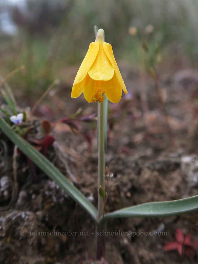 yellow bell (Fritillaria pudica) [Rimrock Springs Trail, Crooked River National Grassland, Jefferson County, Oregon]