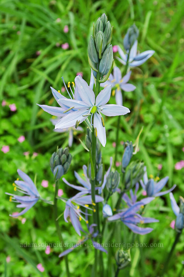 pale blue camas (Camassia quamash) [Nob Hill Nature Park, St. Helens, Columbia County, Oregon]