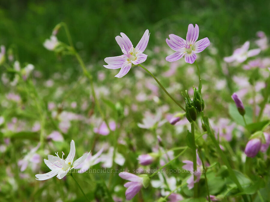 candyflower (Claytonia sibirica (Montia sibirica)) [Nob Hill Nature Park, St. Helens, Columbia County, Oregon]