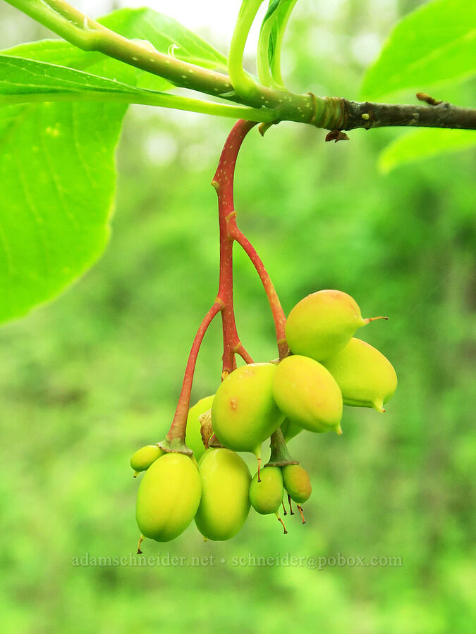 Indian plum (osoberry) fruit (Oemleria cerasiformis) [Nob Hill Nature Park, St. Helens, Columbia County, Oregon]