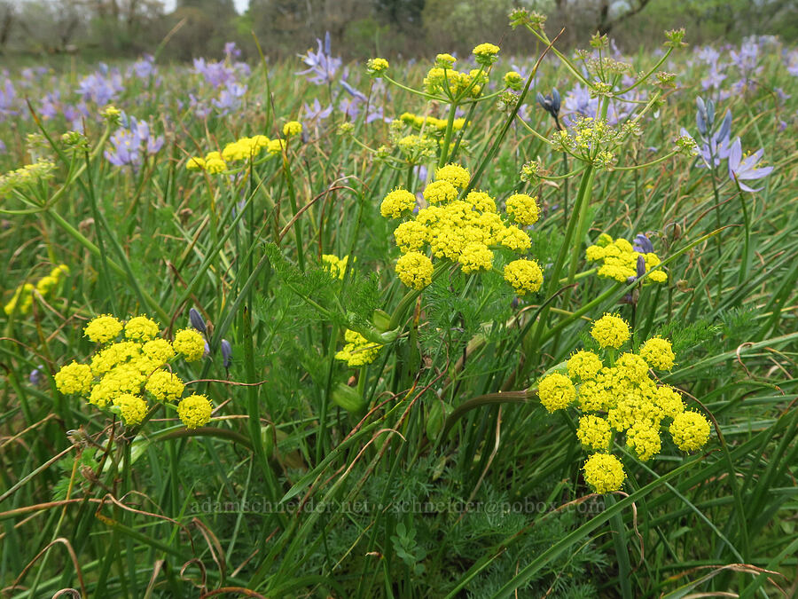 spring-gold parsley (Lomatium utriculatum) [Liberty Hill, St. Helens, Columbia County, Oregon]