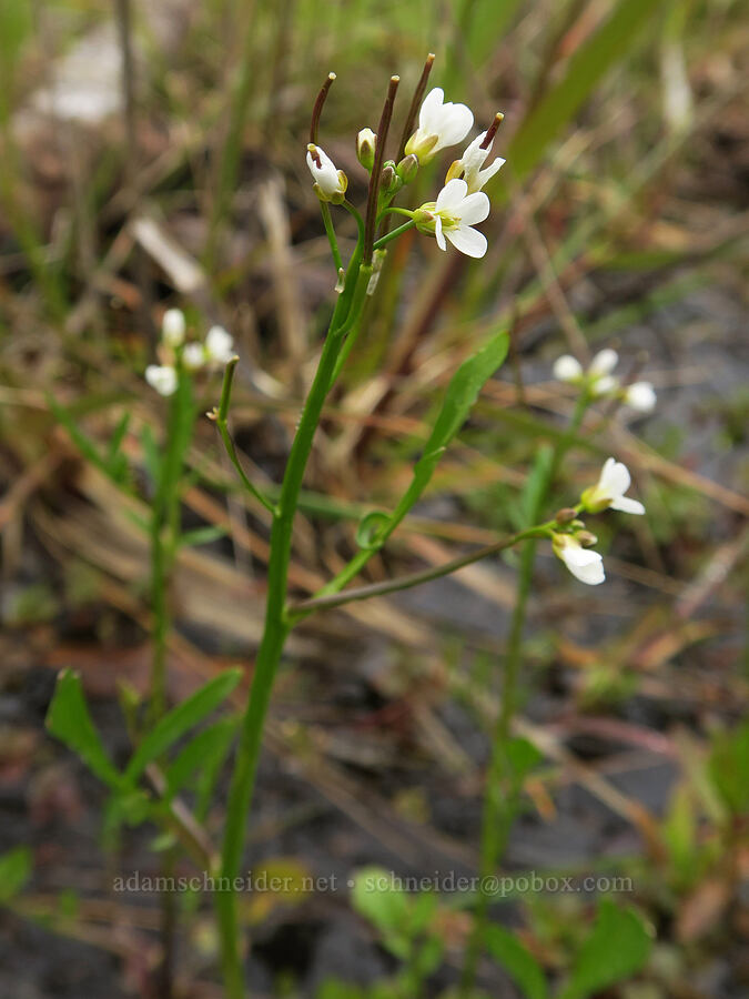 western bitter-cress (Cardamine occidentalis) [Liberty Hill, St. Helens, Columbia County, Oregon]
