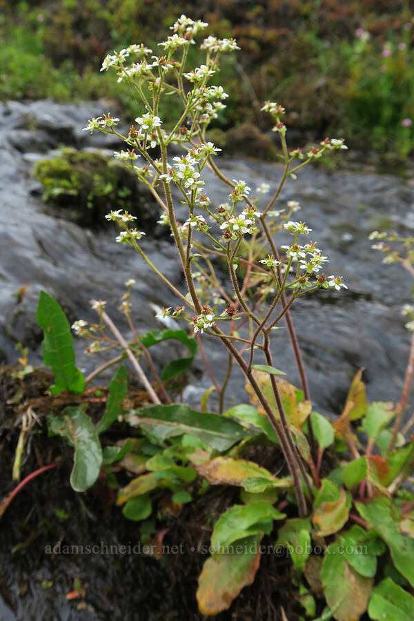 western saxifrage (Micranthes occidentalis (Saxifraga occidentalis)) [Liberty Hill, St. Helens, Columbia County, Oregon]