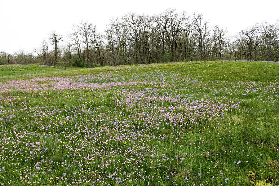 wildflowers (Plectritis congesta, Erythranthe sp. (Mimulus sp.), Camassia quamash, Lomatium utriculatum) [Liberty Hill, St. Helens, Columbia County, Oregon]