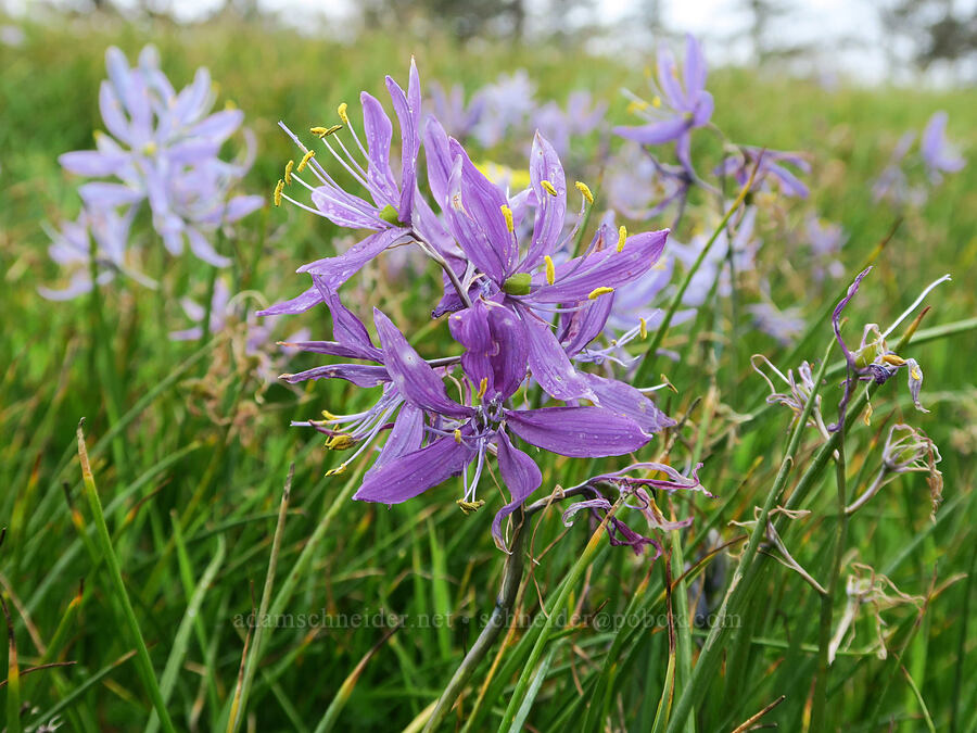 purple camas (Camassia quamash) [Liberty Hill, St. Helens, Columbia County, Oregon]