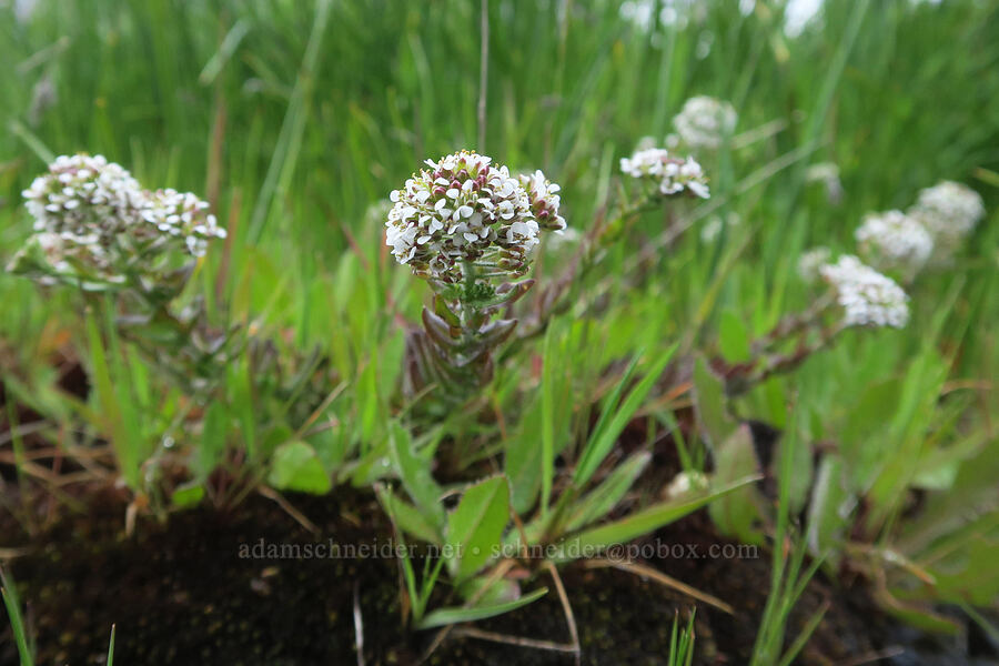 pepperweed (Lepidium sp.) [Liberty Hill, St. Helens, Columbia County, Oregon]