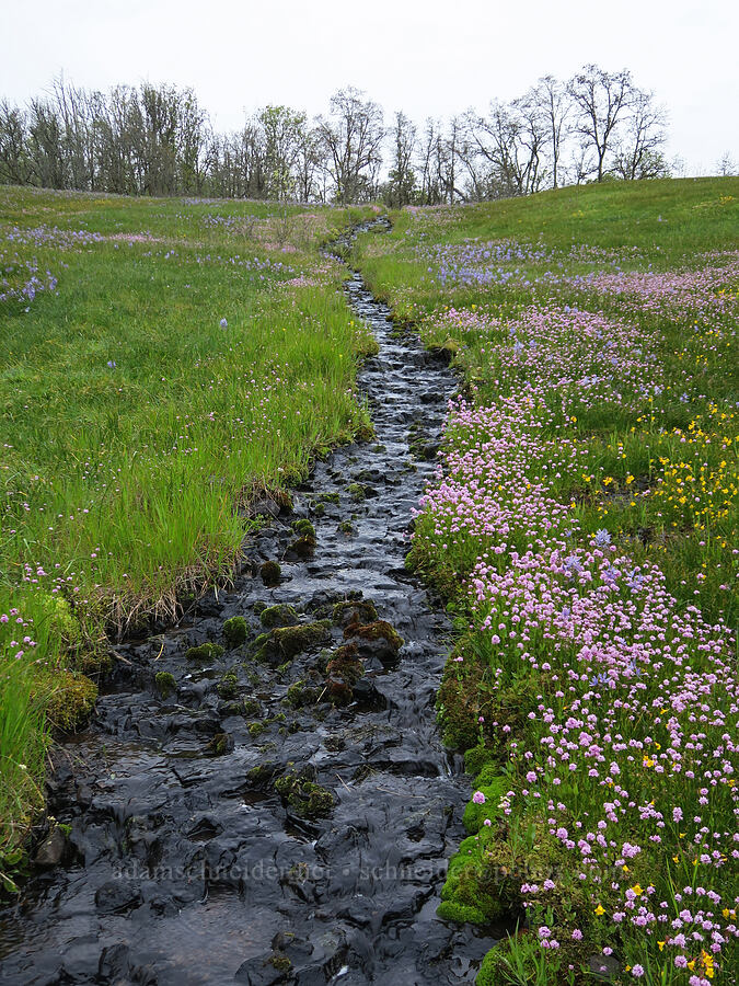 wildflowers (Plectritis congesta, Erythranthe sp. (Mimulus sp.), Camassia quamash) [Liberty Hill, St. Helens, Columbia County, Oregon]