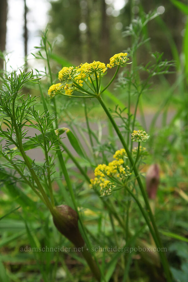 spring-gold parsley (Lomatium utriculatum) [Mima Mounds Natural Area Preserve, Thurston County, Washington]