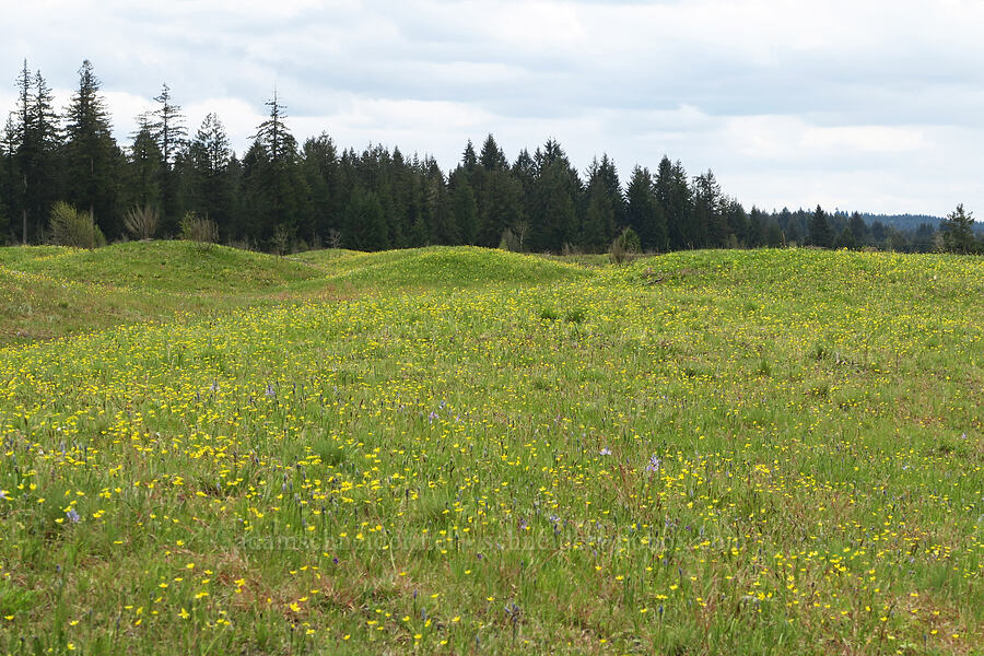 buttercups, camas, & Mima Mounds (Ranunculus occidentalis, Camassia quamash) [Mima Mounds Natural Area Preserve, Thurston County, Washington]