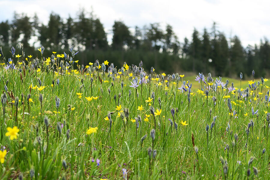 camas & buttercups (Camassia quamash, Ranunculus occidentalis) [Mima Mounds Natural Area Preserve, Thurston County, Washington]